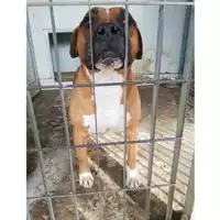 Foto dell\'animale COMUNE DI VOLLA - 380260043482194