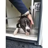 Foto dell\'animale COMUNE DI TERZIGNO - 380260044784154