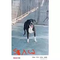Foto dell\'animale COMUNE DI TERZIGNO - 380260044784154