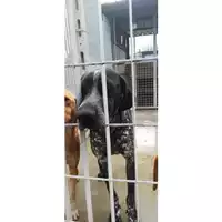 Foto dell\'animale COMUNE DI AGEROLA - 380260044972839