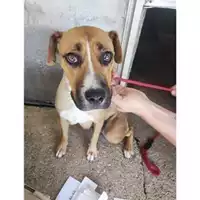 Foto dell\'animale COMUNE DI EBOLI - 380260170232760