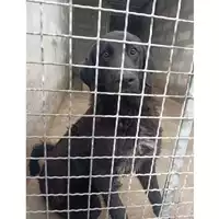 Foto dell\'animale COMUNE DI EBOLI - 380260170235331