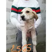 Foto dell\'animale COMUNE DI EBOLI - 380260004872565