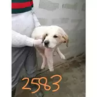 Foto dell\'animale COMUNE DI EBOLI - 380260004872583