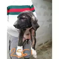 Foto dell\'animale COMUNE DI EBOLI - 380260004872561