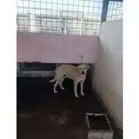 Foto dell\'animale COMUNE DI TERZIGNO - 380260044973098