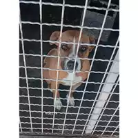 Foto dell\'animale COMUNE DI OTTAVIANO - 380260044906279
