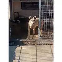 Foto dell\'animale COMUNE DI VOLLA - 380260044973079