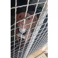 Foto dell\'animale COMUNE DI STRIANO - 380260102348720
