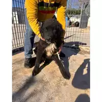 Foto dell\'animale COMUNE DI EBOLI - 380260170249252