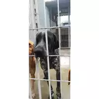 Foto dell\'animale COMUNE DI AGEROLA - 380260044972839