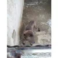 Foto dell\'animale COMUNE DI TERZIGNO - 380260044786594