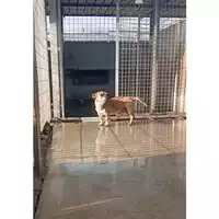 Foto dell\'animale COMUNE DI SAN VITALIANO - 380260044977110