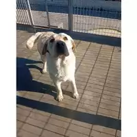 Foto dell\'animale COMUNE DI OTTAVIANO - 380260102753412