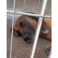 Foto dell\'animale COMUNE DI TERZIGNO - 380260044973074