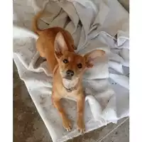Foto dell\'animale COMUNE DI POMPEI - 380260044973175