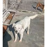 Foto dell\'animale COMUNE DI CERCOLA - 380260044973404