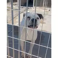 Foto dell\'animale COMUNE DI SAN VITALIANO - 380260044905738