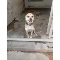 Foto dell\'animale COMUNE DI VOLLA - 380260044972771