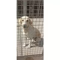 Foto dell\'animale COMUNE DI TERZIGNO - 380260044972534
