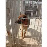 Foto dell\'animale COMUNE DI BOSCOREALE - 380260044973251