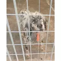 Foto dell\'animale COMUNE DI POMPEI - 380260042685924