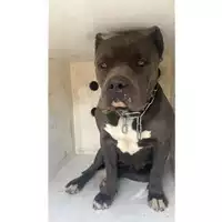 Foto dell\'animale COMUNE DI POLLENA TROCCHIA - 642099000825411
