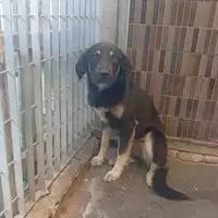 Foto dell\'animale COMUNE DI POMPEI - 380260044905568