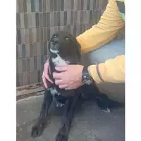 Foto dell\'animale COMUNE DI POMPEI - 380260044905578