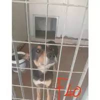 Foto dell\'animale COMUNE DI MERCATO SAN SEVERINO - 380260170232206