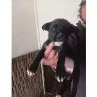 Foto dell\'animale COMUNE DI BOSCOREALE - 380260044973049