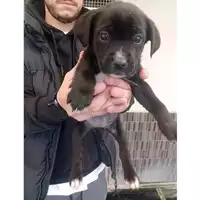 Foto dell\'animale COMUNE DI BOSCOREALE - 380260044972930