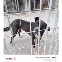 Foto dell\'animale COMUNE DI OTTAVIANO - 380260044757952
