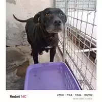 Foto dell\'animale COMUNE DI TERZIGNO - 380260044954627