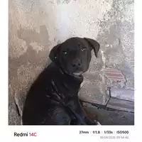Foto dell\'animale COMUNE DI TERZIGNO - 380260044954824