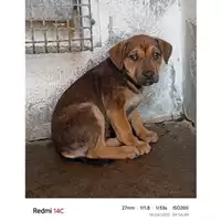 Foto dell\'animale COMUNE DI TERZIGNO - 370260044954014