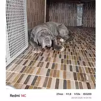 Foto dell\'animale COMUNE DI SCISCIANO - 380260044783912