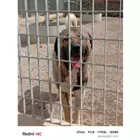 Foto dell\'animale COMUNE DI BOSCOREALE - 380260044973137