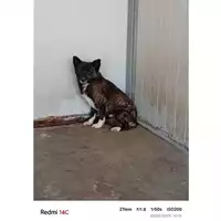 Foto dell\'animale COMUNE DI MONTECORVINO ROVELLA - 380260170244340