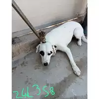 Foto dell\'animale COMUNE DI MONTECORVINO ROVELLA - 380260170244358
