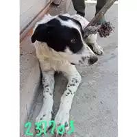 Foto dell\'animale COMUNE DI EBOLI - 380260170232203