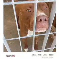 Foto dell\'animale COMUNE DI OTTAVIANO - 380260044787185