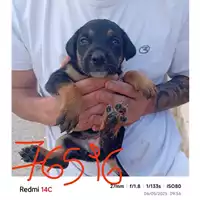 Foto dell\'animale COMUNE DI TERZIGNO - 380260044976596