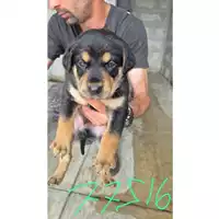Foto dell\'animale COMUNE DI TERZIGNO - 380260044977516