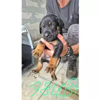 Foto dell\'animale COMUNE DI TERZIGNO - 380260044784037
