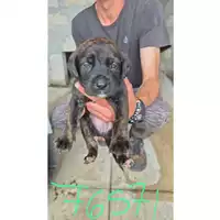 Foto dell\'animale COMUNE DI TERZIGNO - 380260044976571