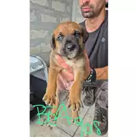 Foto dell\'animale COMUNE DI TERZIGNO - 380260044976908