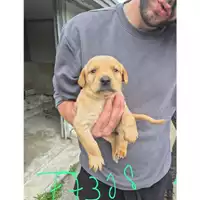 Foto dell\'animale COMUNE DI TERZIGNO - 380260044977308