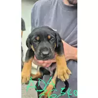 Foto dell\'animale COMUNE DI TERZIGNO - 380260044976540