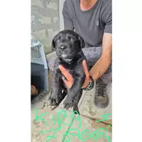 Foto dell\'animale COMUNE DI TERZIGNO - 380260044786645